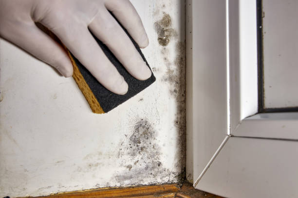 Best Water Damage & Mold Remediation  in Lake Hamilton, AR